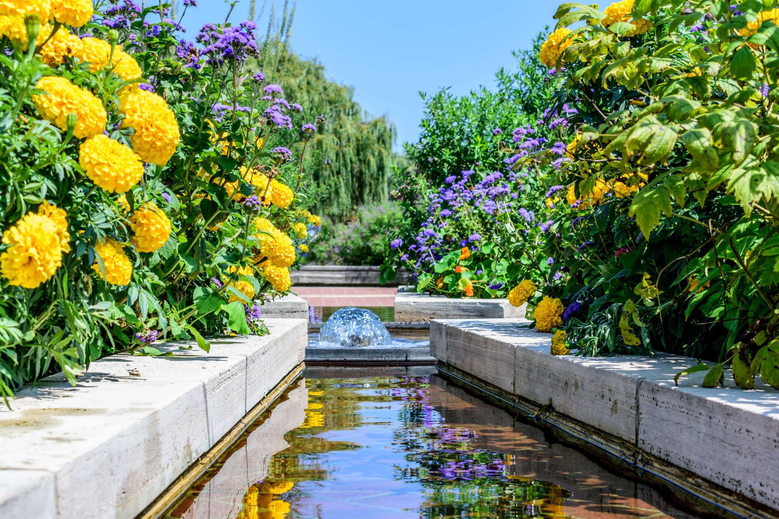 fountain-with-beautiful-yellow-and-purple-flowers-2024-12-04-11-44-36-utc