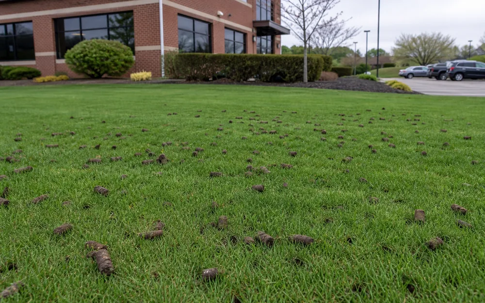 Core aeration plugs across the lawn at a commercial office building in Indianapolis, IN