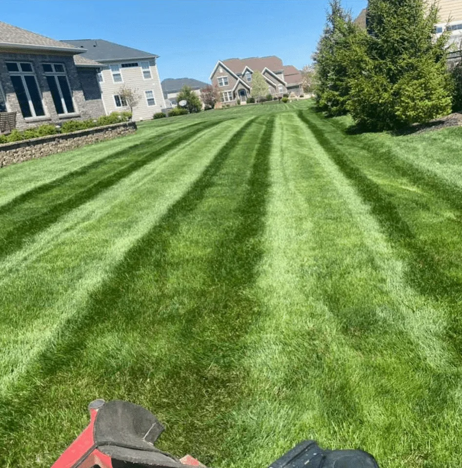 Clean mowing stripes and edged bed lines on a lawn maintained in Indianapolis, IN