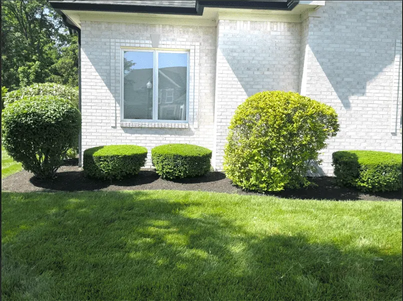 Managing Lawn Heat and Drought in Indiana: Expert Lawn Heat Stress Recovery and Water Efficient Care