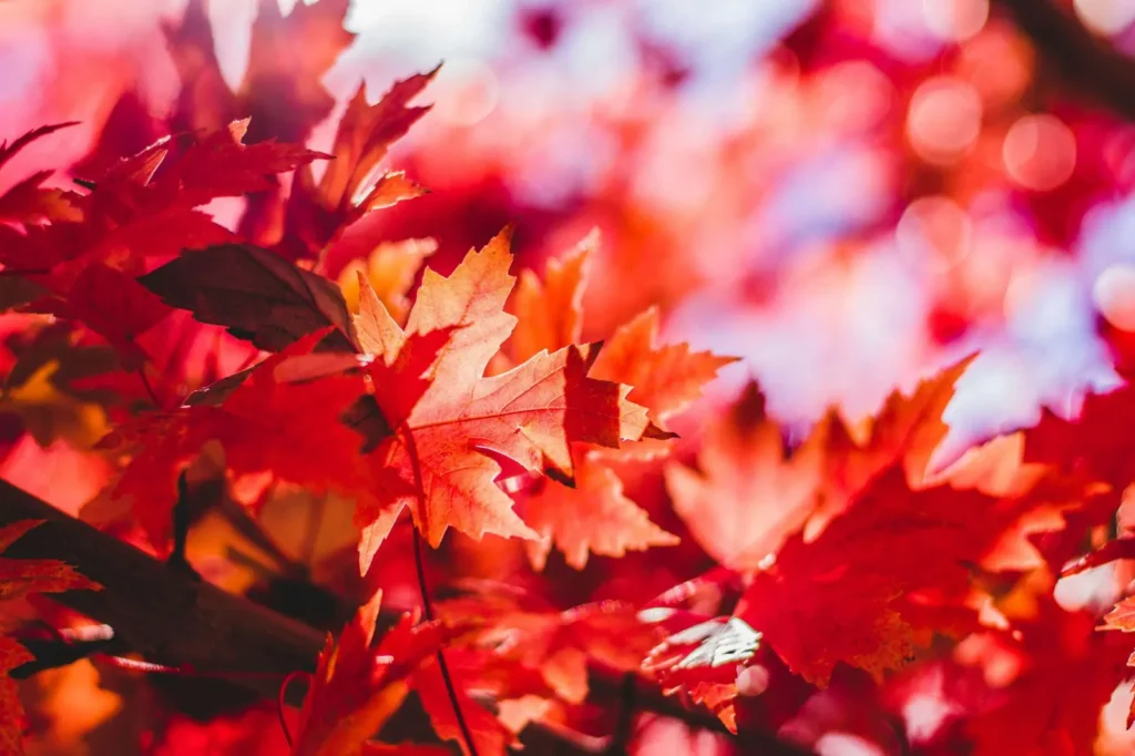 Fall Clean-Up Made Easy with PMT Lawns — Save 10% Until Thanksgiving!