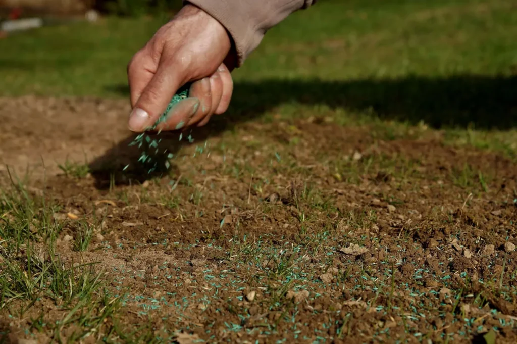 Overseeding: Revitalize Your Lawn