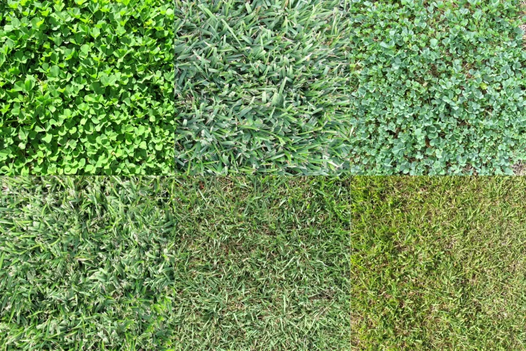 Green Indiana: A Guide to Grass Types and Care