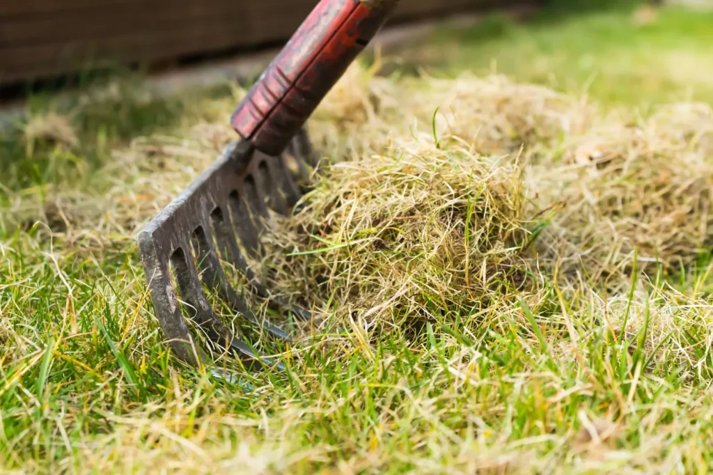 Professional Lawn Renovation Services for Thin or Damaged Lawns in Central Indiana
