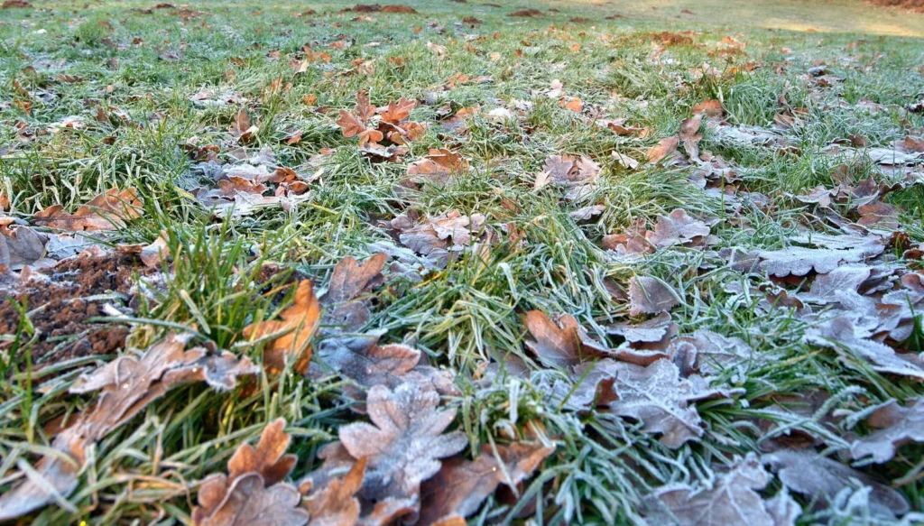 Winter Wonderland: What to Do With Your Lawncare in the Winter Months