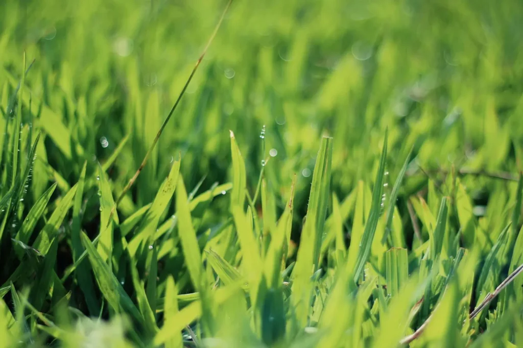 Keep Your Lawn Looking Pristine with PMT Lawns’ Weekly Mowing Services
