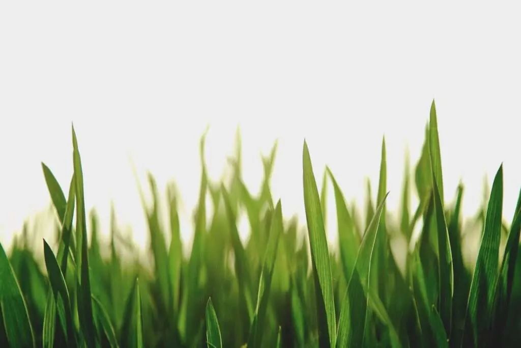 lawn care