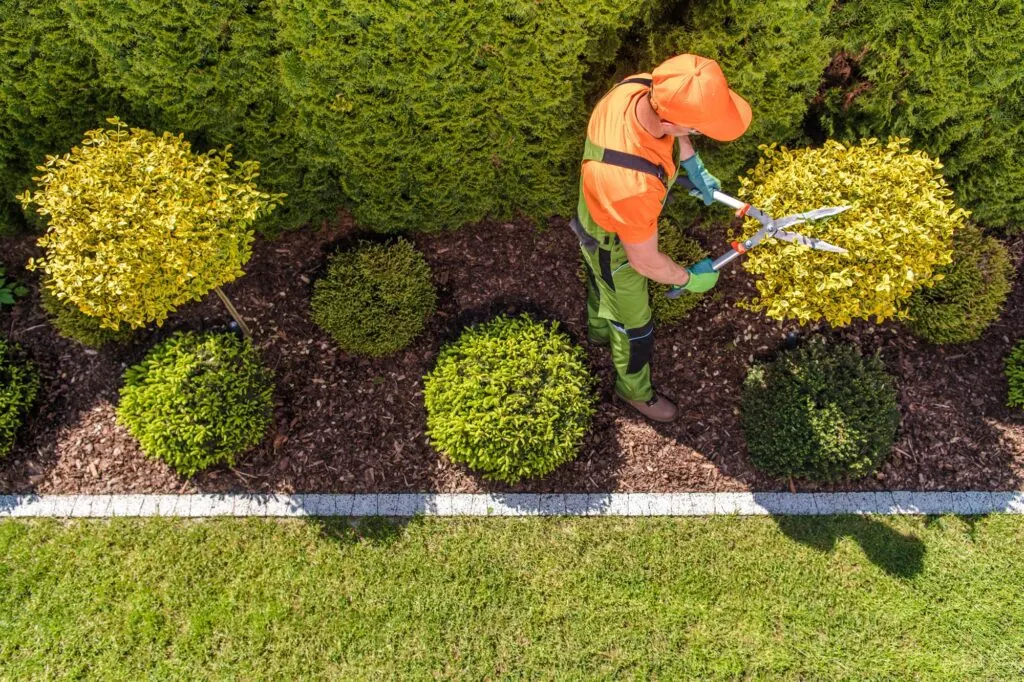 Lawn Care Cost