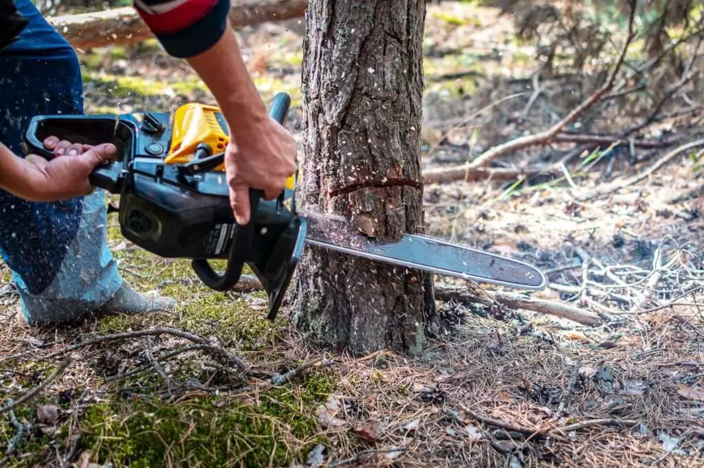 tree removal