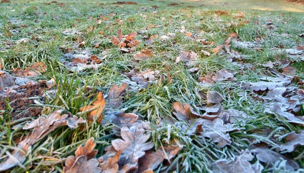 lawncare in the winter months