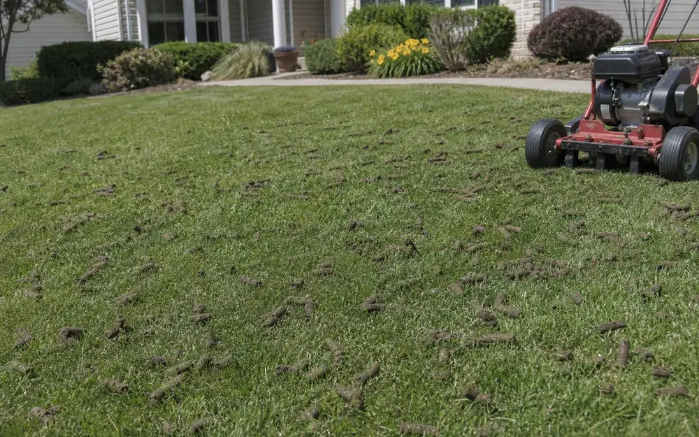 Core aeration plugs left across a residential lawn near Indianapolis, IN