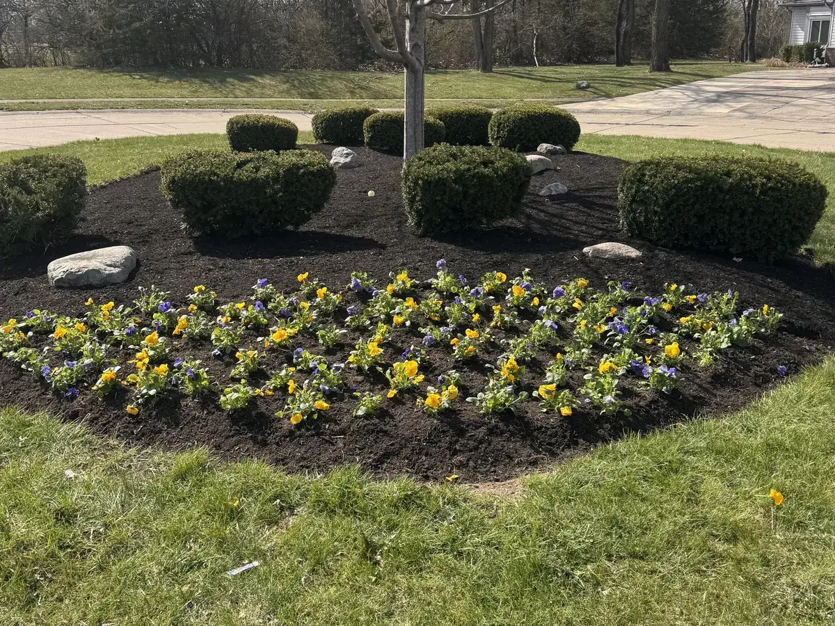 Freshly mulched commercial entrance bed with spring annual flowers at an Indianapolis, IN property