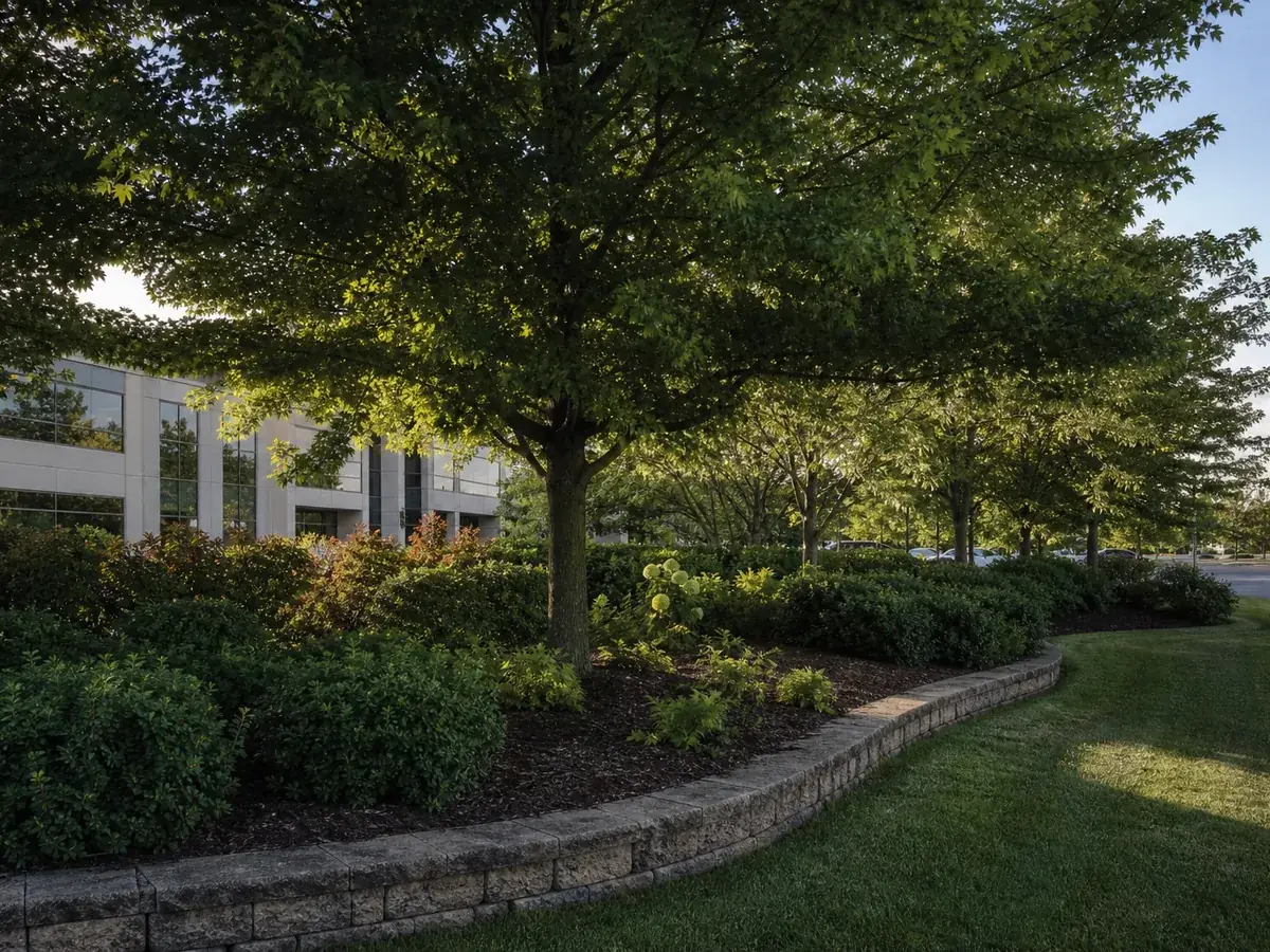 Mature commercial landscape beds and shade trees at an Indianapolis, IN office park years after installation