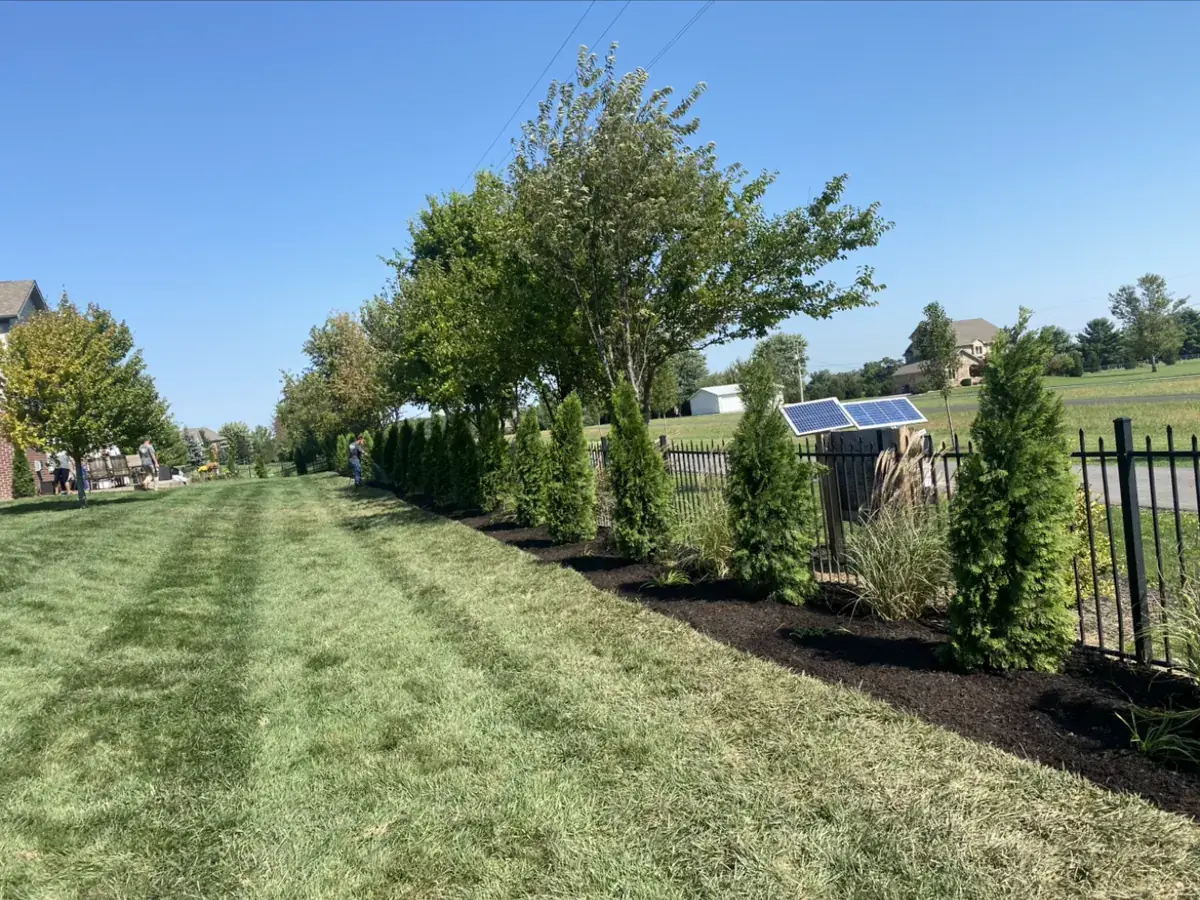 Mulched arborvitae privacy bed along a fence line maintained by PMT Lawn & Landscape near Indianapolis, IN