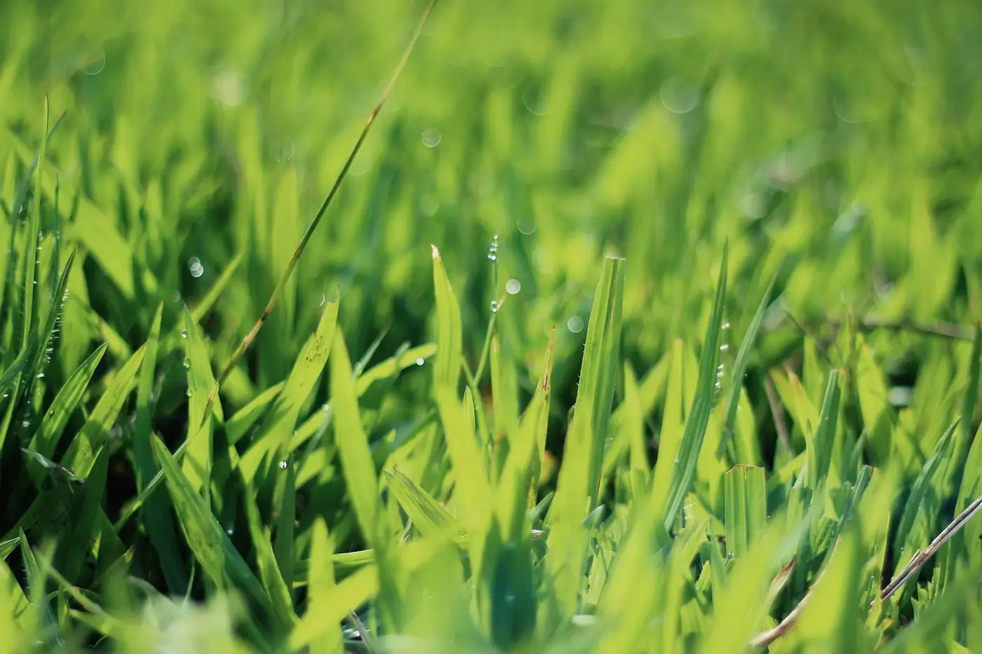 Thick green treated turf on a residential lawn